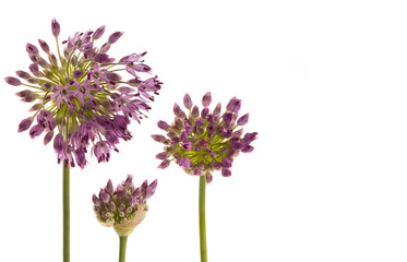 Wachstumsphasen eines Kugellauches