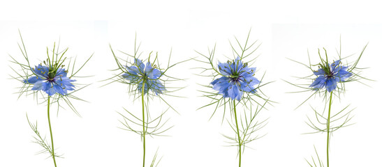 Jungfer im Gr&uuml;nen