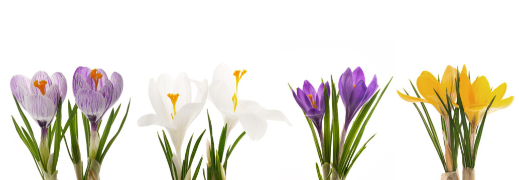 bunte Krokusse auf wei&szlig;em Hintergrund