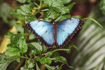 butterfly morpho peleides on leaf