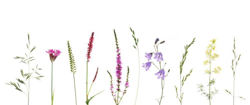 Wiesenblumen mit Gr&auml;sern