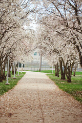 Fototapeta na wymiar alley with flowering trees in the park