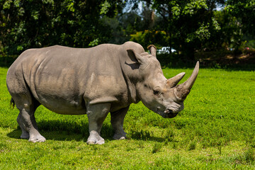 The big rhinoceros eats. Safari in Miami. Zoo. White rhino. Freedom for rhinos. Soft focus
