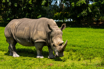 The big rhinoceros eats.  Freedom for rhinos. White rhino. Soft focus