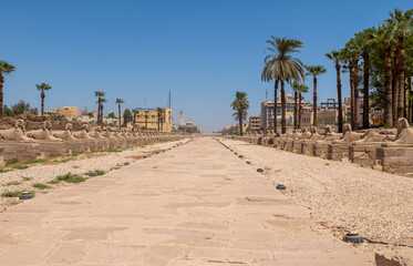 The sphinx avenue of the Luxor Temple