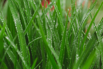 Fototapeta na wymiar green grass with dew drops