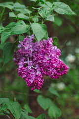 pink lilac in the garden