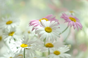 Obraz na płótnie Canvas beautiful floral background white pink cosmos. Beautiful wallpaper. Abstract nature background.