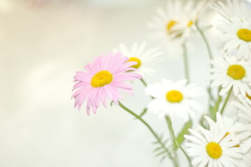 beautiful floral background white pink cosmos. Beautiful wallpaper. Abstract nature background.
