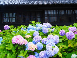 北海道の絶景 小樽貴賓館 旧青山別邸のあじさい園