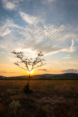 The sun sets behind a lonely tree in the landscape of Transylvania, Romania