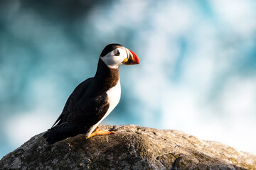 Puffin at the Sea