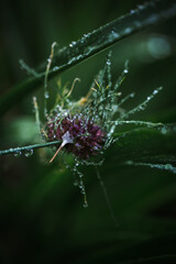 dew on a wild flower