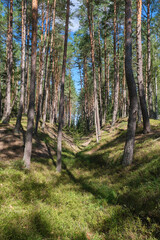 Polska, Mazury, lato, wakacje, las