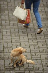 homeless dog on a gray background