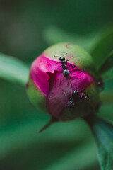 ants on a pink peony