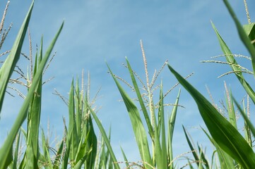 Obraz premium close up of corn field