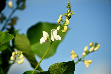 White and red bean flowers against a blue sky background