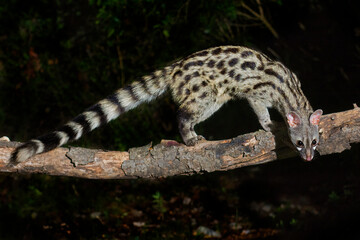 Genet (Genetta genetta) a european carnivore.