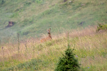 Naklejka na ściany i meble a young roe buck, capreolus capreolus, at a summer morning on a mountain meadow in the hunting season