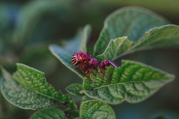 potato beetles sit on potatoes
