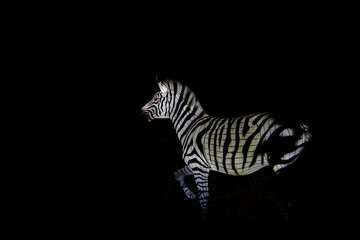 Fototapeta premium Osabrueck, Germany - 09 19 2020: Illuminated Zebra Sculpture