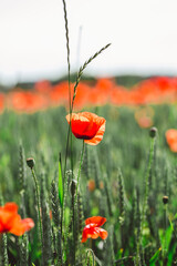 poppies in the field of wheat