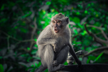 Naklejka na ściany i meble Long-tailed macaque. Ubud, Bali 2019.