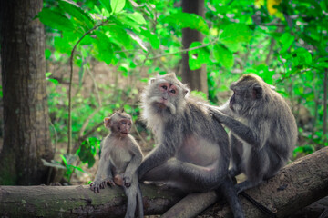 Fototapeta premium Monkey love in Ubud, Bali. 2019.