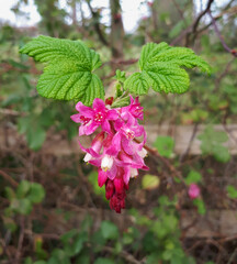 Pink Flowering Currant