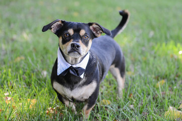 Dog jack russell terrier running in grass.