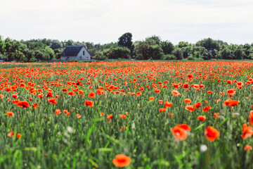 Fototapeta na wymiar field of poppies and wheat