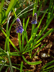 Sunlit Grape Hyacinth Flowers
