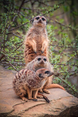 Meerkat Family in a zoo in Gelsenkirchen, Germany 2013.