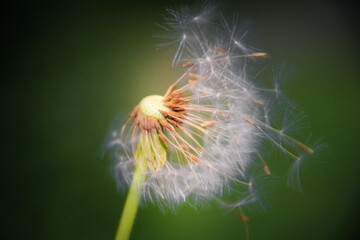 Dandelion on the fly. Germany, 2013.