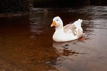 White Goose Swimming in a River - Close Up, Bray, County Wicklow
