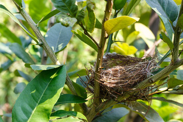 A bird's nest on lime tree