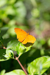 Deep orange toned open wings of dryas julia flambeau butterfly perched among green foliage in sunny botanical garden