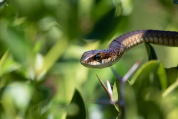 A Boomslang, Dispholidus typus, moves out of a shrub