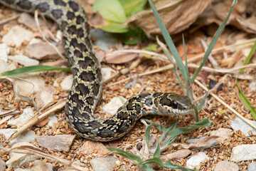 A Rhombic Skaapsteker, Psammophylax rhombeatus, moves along the ground