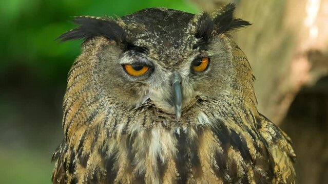 Close up of an Owl Looking Around . High quality 4k footage