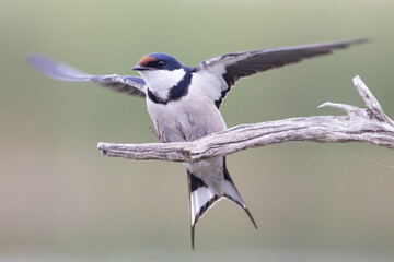 A White-thraoted Swallow, Hirundo albigularis, lands on a branch
