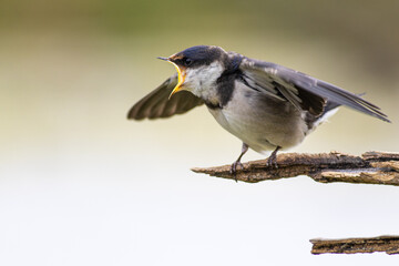 A juvenile White-throated swallow, Hirundo albigularis, begs for food