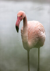 pink flamingo in the water.