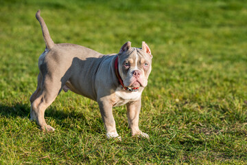 A pocket male American Bully puppy dog is on grass