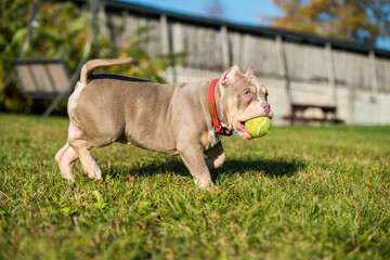 A pocket male American Bully puppy dog is playing with tennis ball on grass