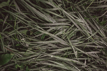 close up of a grass