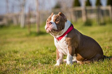 Red color American Bully puppy dog is on green grass