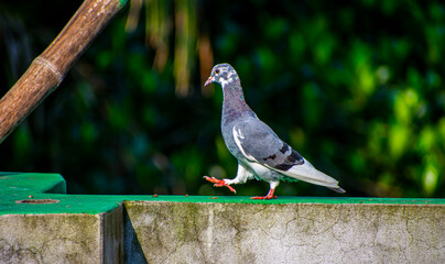 Portrait images of a colourful black and white pigeon with natural view background, selective focus images.