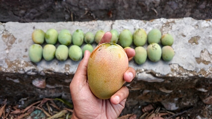 freshly picked mangos